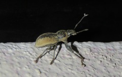 Naupactus femoratus