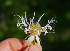 Monarda russeliana