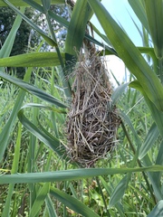 Cistothorus palustris