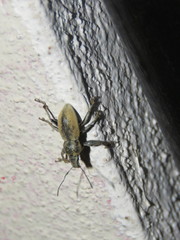 Naupactus femoratus