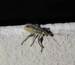 Naupactus femoratus