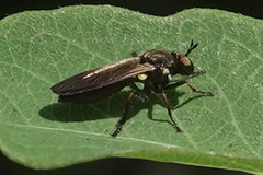 Eudioctria sackeni