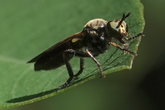 Eudioctria sackeni