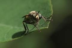 Eudioctria sackeni