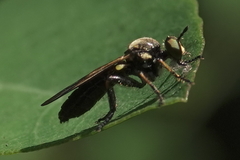 Eudioctria sackeni