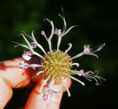 Monarda russeliana