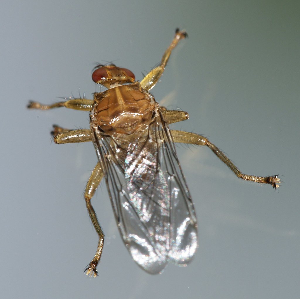 Ornithomya avicularia avicularia