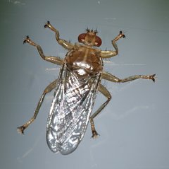 Ornithomya avicularia