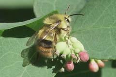 Bombus mixtus