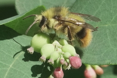 Bombus mixtus