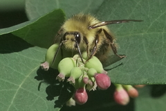Bombus mixtus