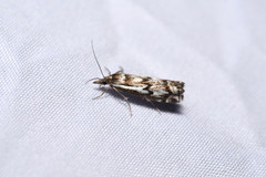 Crambus alienellus
