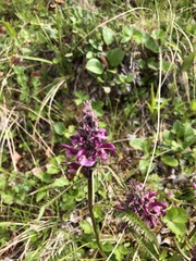 Pedicularis sudetica interior