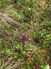 Pedicularis sudetica interior