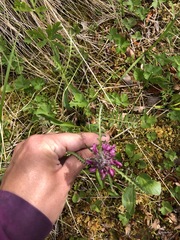 Pedicularis sudetica interior