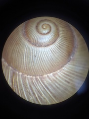 Megalobulimus oblongus