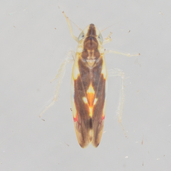 Erythroneura aclys