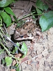 Rana temporaria