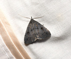 Phalaenostola hanhami