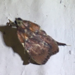 Galasa nigrinodis