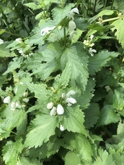 Lamium album