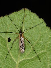Prionolabis rufibasis