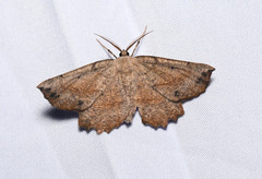 Euchlaena johnsonaria