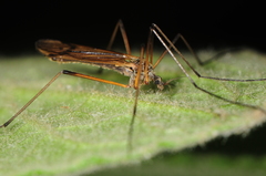 Prionolabis rufibasis