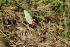 Gonepteryx rhamni