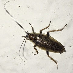 Ectobius lucidus