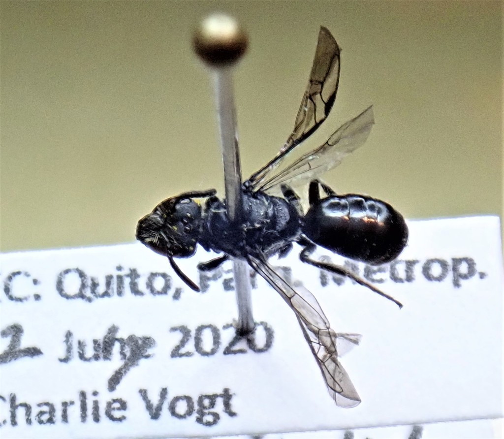 Oroediscelis