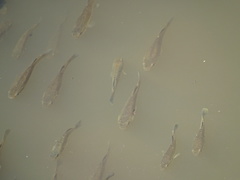 Fundulus heteroclitus