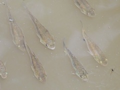 Fundulus heteroclitus