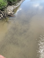 Fundulus heteroclitus