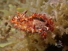 Madrella ferruginosa