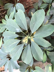 Schefflera