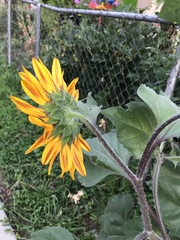 Helianthus