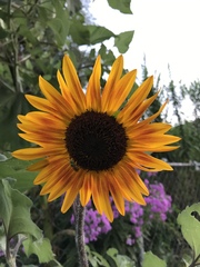 Helianthus
