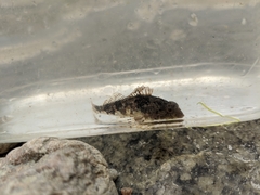 Myoxocephalus aenaeus