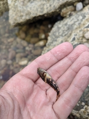 Myoxocephalus aenaeus