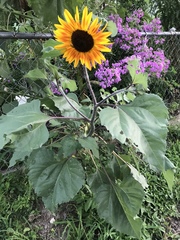 Helianthus