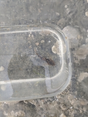 Myoxocephalus aenaeus