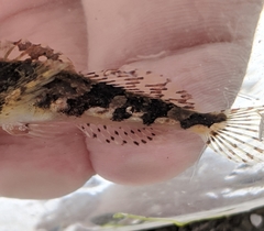 Myoxocephalus aenaeus