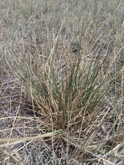 Hesperostipa comata