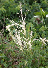 Didymella macrostoma