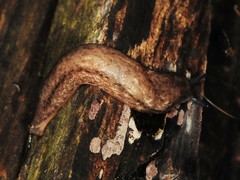 Philomycus togatus