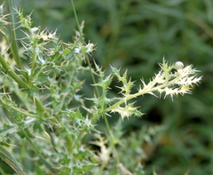 Didymella macrostoma