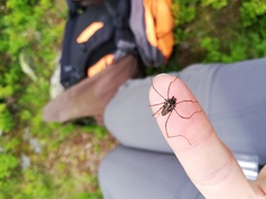 Platybunus bucephalus