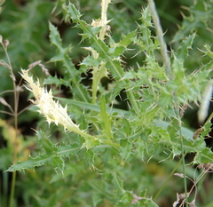 Didymella macrostoma