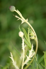 Didymella macrostoma